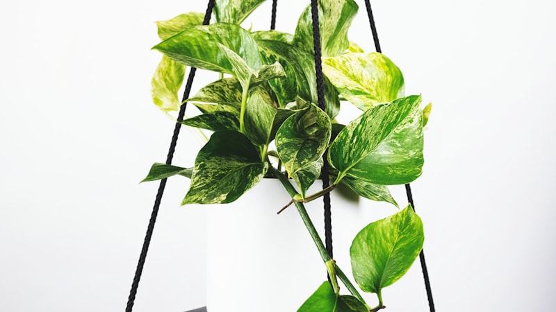 世界杯主办城市体育场馆内部宏伟景观全景